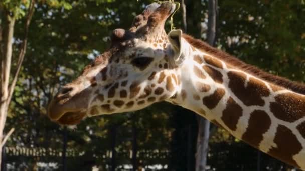 Yazın Zürafa Kafasını Kapat — Stok video