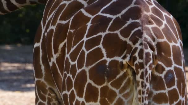 Закрыть Голову Жирафа Летом — стоковое видео