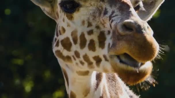 Sluiten Van Giraffe Hoofd Zomer — Stockvideo