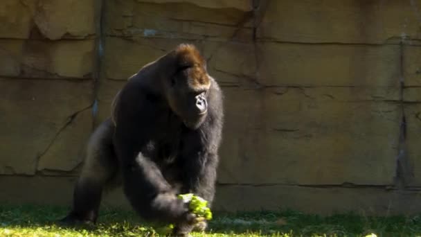 Gorilla Eating Lettuce Sunny Day Summer — Stock Video