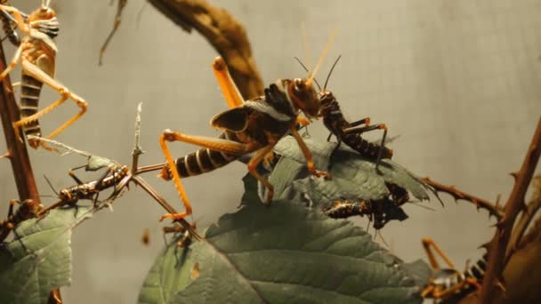 Gros Plan Des Sauterelles Sur Les Branches — Video