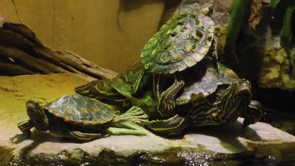 Kleine Schildkröte Ruht Auf Größerer Schildkröte — Stockvideo