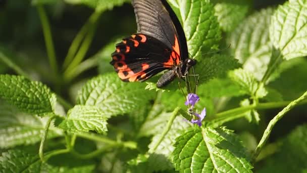 Tembakkan Makro Dari Kupu Kupu Mormon Merah Pada Hari Yang — Stok Video