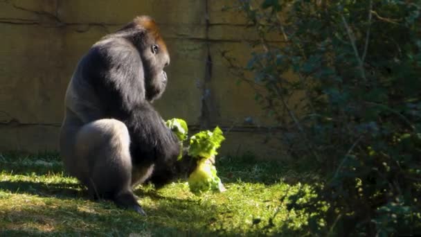 Gorilla Eating Lettuce Sunny Day Summer — Stock Video