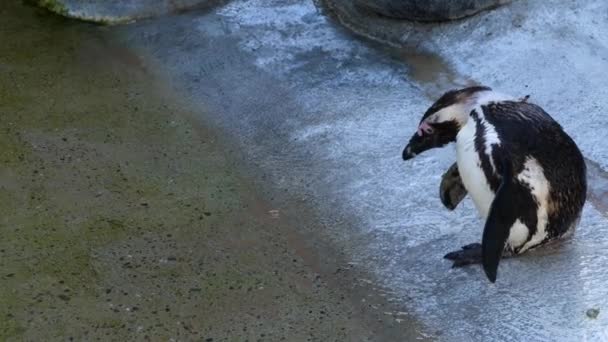 Primer Plano Del Pingüino Humboldt — Vídeos de Stock