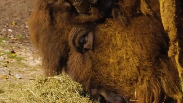 Perfil Tiro Pasto Cabeça Búfalo Uma Pilha Grama — Vídeo de Stock