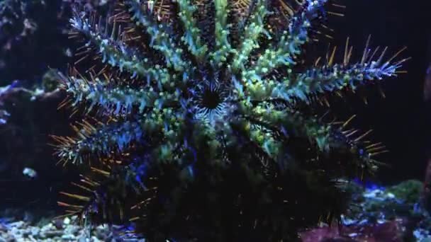 水族馆玻璃上爬行的荆棘海星的近冠 — 图库视频影像