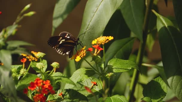 Macro Disparo Una Mariposa Mormón Escarlata Día Soleado Planta — Vídeos de Stock