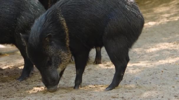 Nahaufnahme Von Schwarzem Pekarschwein Das Sand Steht — Stockvideo