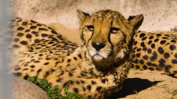 Cheetah Ligt Zijn Zij Rondkijkend — Stockvideo