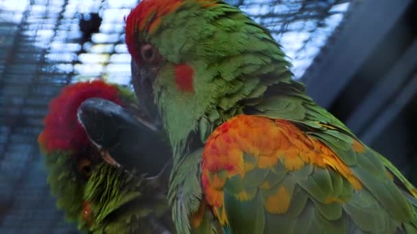Két Zöld Papagáj Üldögél Egy Sügéren Ápolják Egymást — Stock videók