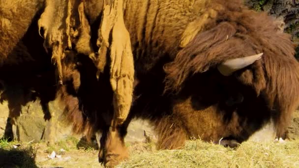 Profilaufnahme Eines Büffelkopfes Der Von Einem Grashaufen Weidet — Stockvideo