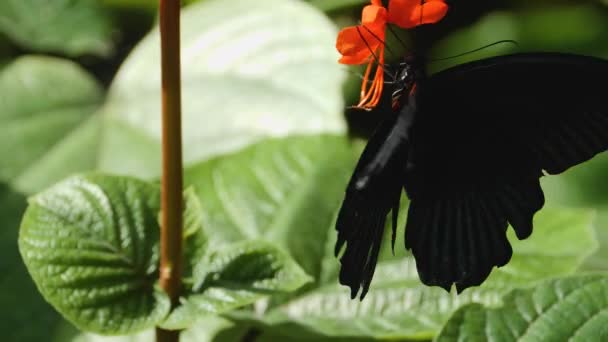 Macro Disparo Una Mariposa Mormón Escarlata Día Soleado Planta — Vídeos de Stock