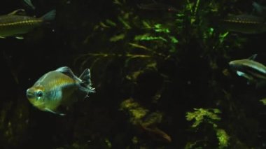Çeşitli küçük balıklar akvaryumda yüzerler, sağa sola hareket ederler..