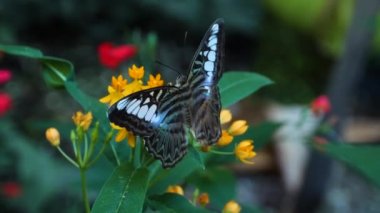 Parthenos Sylvia Kelebeği 'nin bir çiçeğin üzerinde otururken