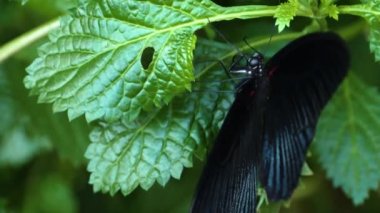 Güneşli bir günde kırmızı mormon kelebeğinin makro görüntüsü.