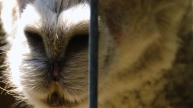 Lama ağzını, burnunu, gözlerini kapat. 