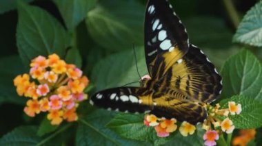 Parthenos Sylvia Kelebeği 'nin bir çiçeğin üzerinde otururken