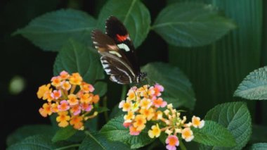 Postacı kelebeğin nektar toplarken makro fotoğrafını çek.