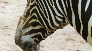 Zebra başına yakın çekim