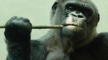 Gorilin bir elinde sopa, bir sopa kabuğunu çiğneyip kabuğunu çiğnediği yakın plan..