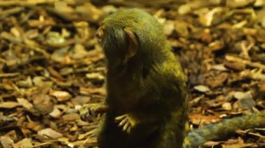 Marmoset maymunu etrafa bakıyor. Yakından.