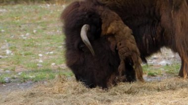 Bir yığın ottan otlanan bufalo kafasının profil fotoğrafı. 