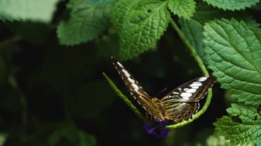 Parthenos Sylvia Kelebeği 'nin bir çiçeğin üzerinde otururken