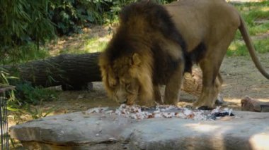 Güneşli bir günde Aslan 'ın tavuk yediği yakın plan.