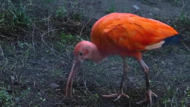 Κοντινό Πλάνο Του Scarlet Ibis Ψάχνει Στο Έδαφος — Αρχείο Βίντεο