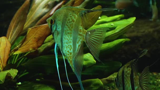 Angelfish Masih Bergerak Sirip Nya Saja — Stok Video