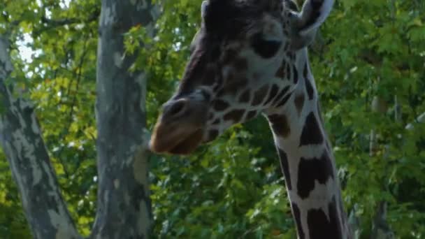 Sluiten Van Giraffe Hoofd Zomer — Stockvideo