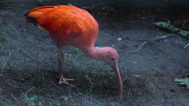 Tutup Jalan Scarlet Ibis Yang Menelusuri Tanah — Stok Video