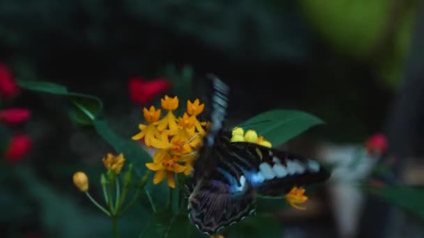 Detail motýla Parthenos sylvia sedícího na květině