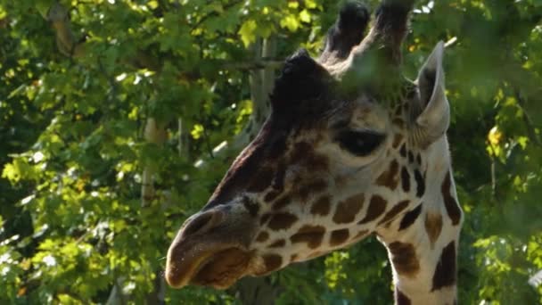 Закрыть Голову Жирафа Летом — стоковое видео