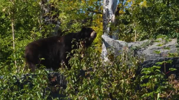 Orso Dagli Occhiali Noto Anche Come Orso Andino Piedi Una — Video Stock