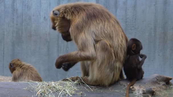 Baby Baboon Mother Sitting Tree Log — Stock Video