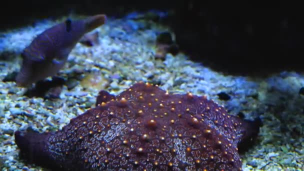 Deniz Yıldızı Üzerinde Yüzen Kirpi Balığı Yaklaş — Stok video