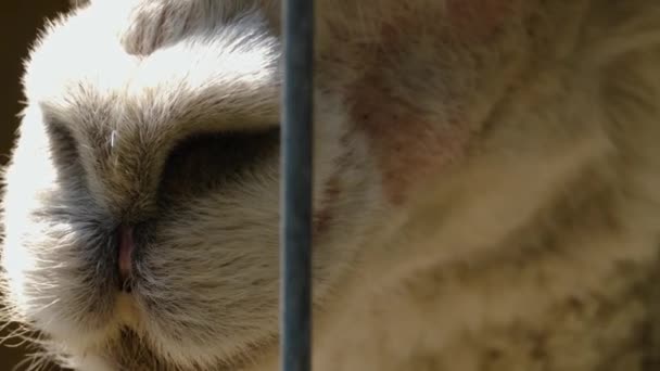 Закрыть Рот Нос Глаза Ламы — стоковое видео