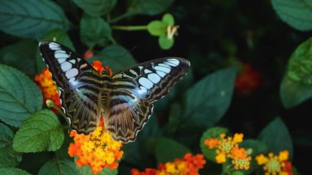 Nahaufnahme Von Parthenos Sylvia Schmetterling Der Auf Einer Blume Sitzt — Stockvideo