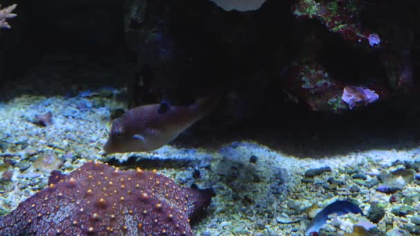 Puffer Fish Swimming Sea Star Close — Stock Video