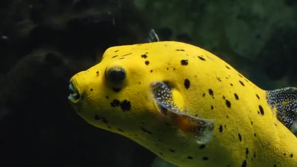 Close Golden Puffer Fish Swimming — Stock Video