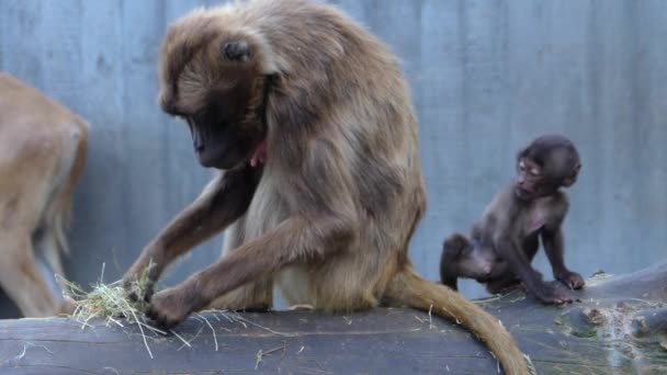 Baby Baboon Mother Sitting Tree Log — Stock Video