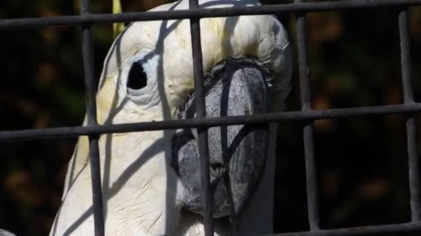 Close Head Cockatoo Parrot Enclosure Fence — Stock Video