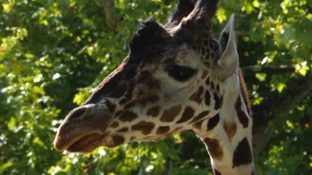 Sluiten Van Giraffe Hoofd Bewegen Rond Zonnige Dag Zomer — Stockvideo