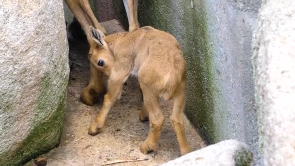 불안정 산양이 왼쪽을 다리를 꼬리를 흔들고 — 비디오