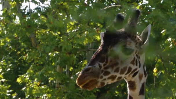 Sluiten Van Giraffe Hoofd Bewegen Rond Zonnige Dag Zomer — Stockvideo