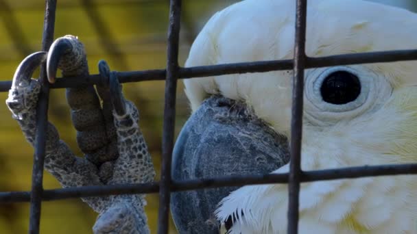 Großaufnahme Des Kopfes Eines Kakadu Papageis Hinter Gehege Zaun — Stockvideo