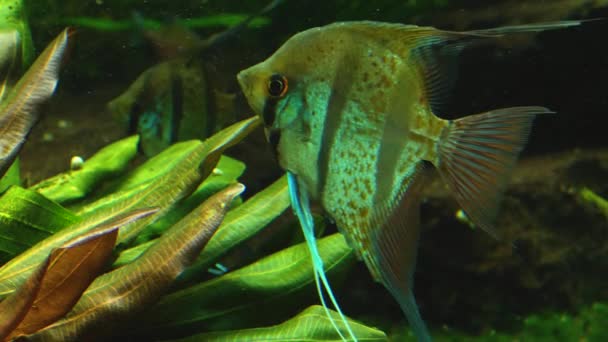 Angelfish Being Still Moving His Fins Only — Stock Video