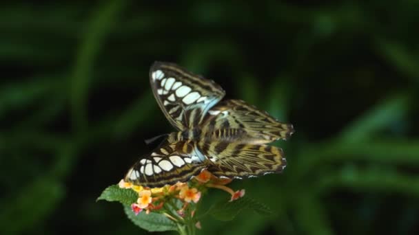 Nahaufnahme Von Parthenos Sylvia Schmetterling Der Auf Einer Blume Sitzt — Stockvideo